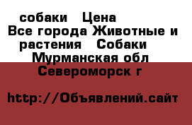 собаки › Цена ­ 2 500 - Все города Животные и растения » Собаки   . Мурманская обл.,Североморск г.